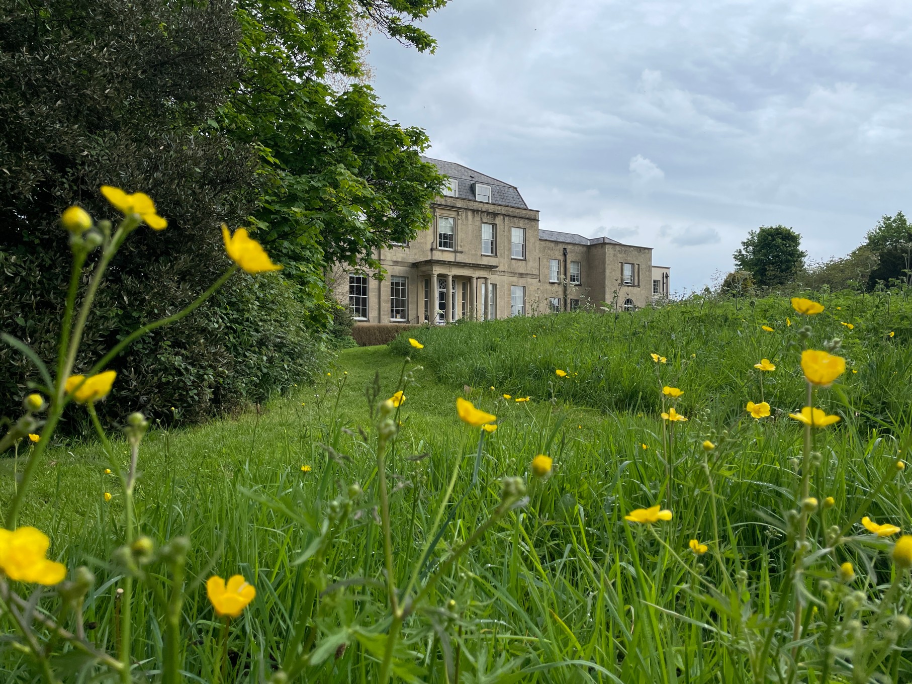 Beech House in Stapleton Village. Historic mansion house with grass and yellow buttercup flowers in the foreground