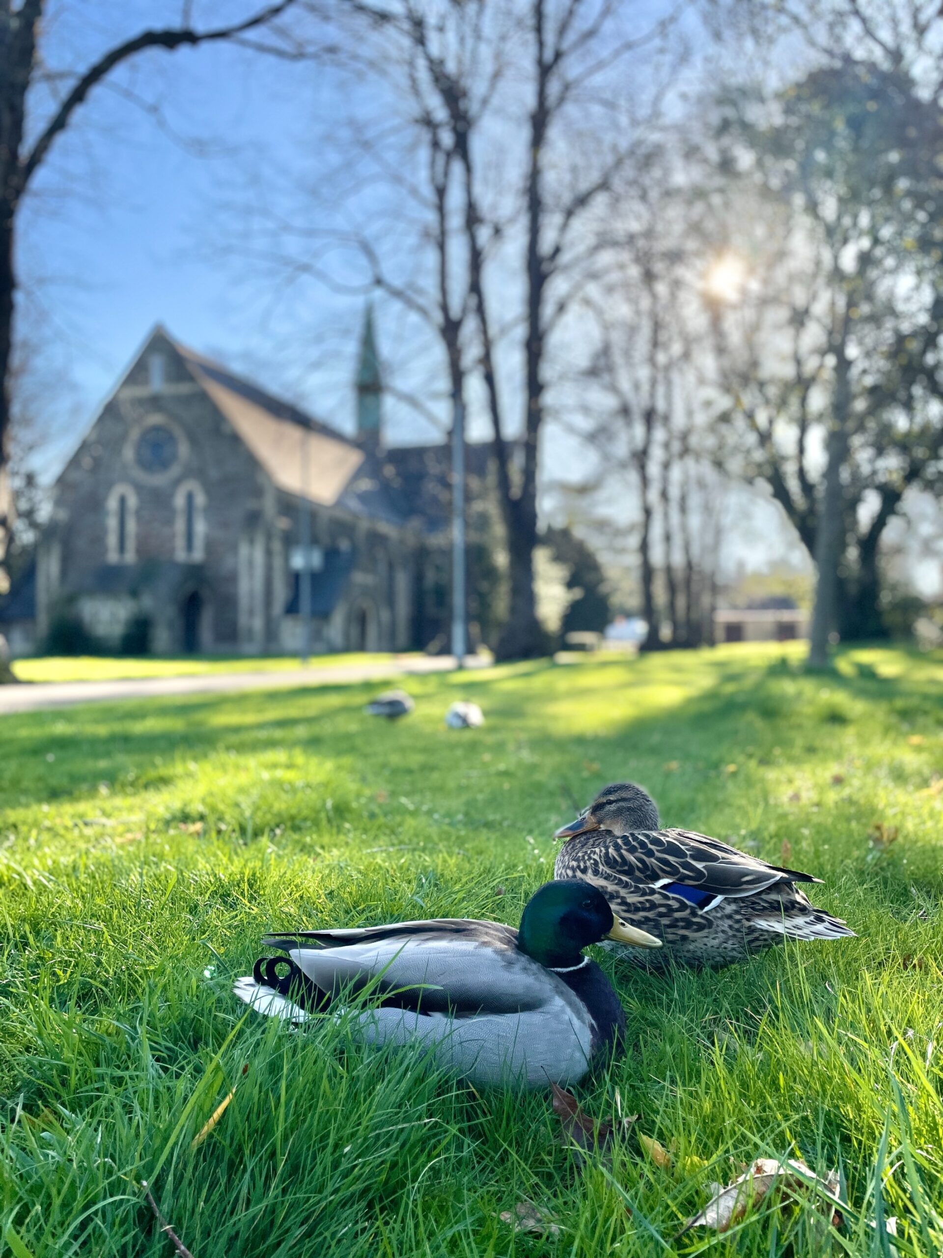Ducks, mallard and drake, outside the Glenside Hospital Museum in the grounds of UWE Glenside Campus