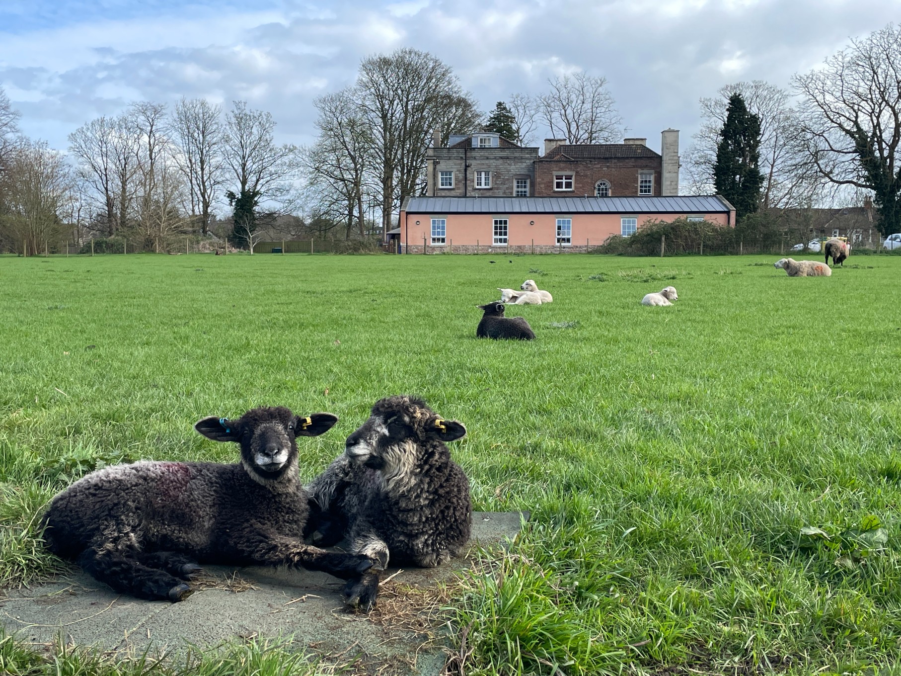 2 lambs on a farm sitting together on a wide expanse of grass, with a pink building behind
