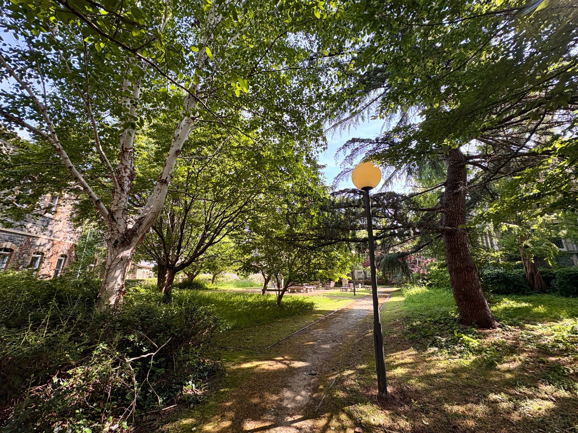A natural looking scene filled with trees, including a path to walk through