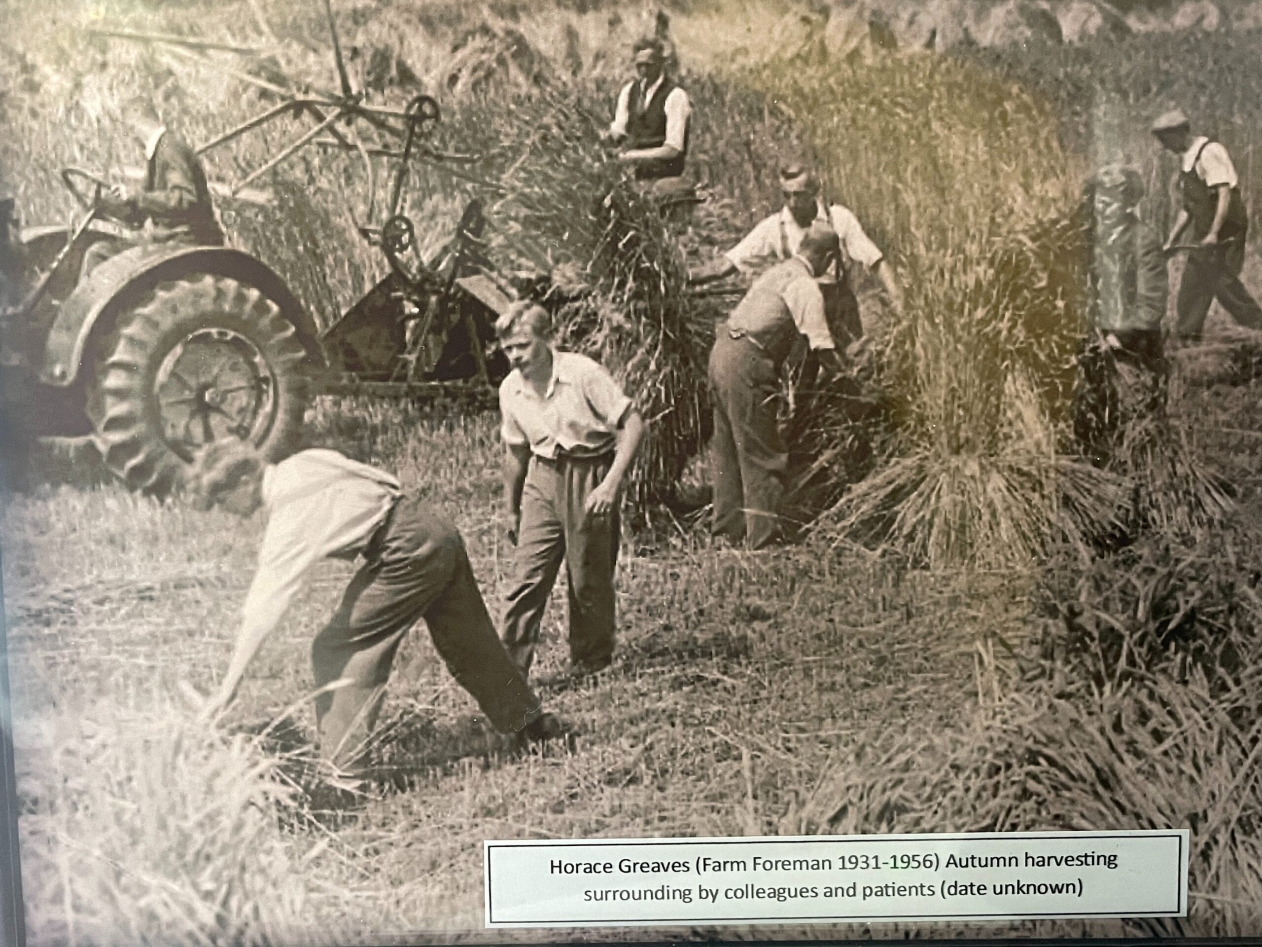 Horace Greaves, farm foreman at the hospital farm, doing autumn harvesting surrounded by colleagues in a field
